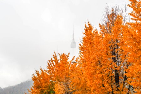N seoul tower, South korea, Forest