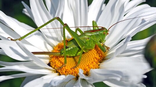 Marguerite grasshopper close up