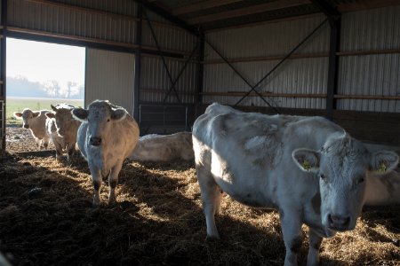 Hay, Cows, Cow