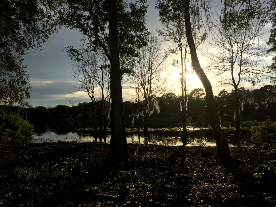 Sunset, Swamp, Florida