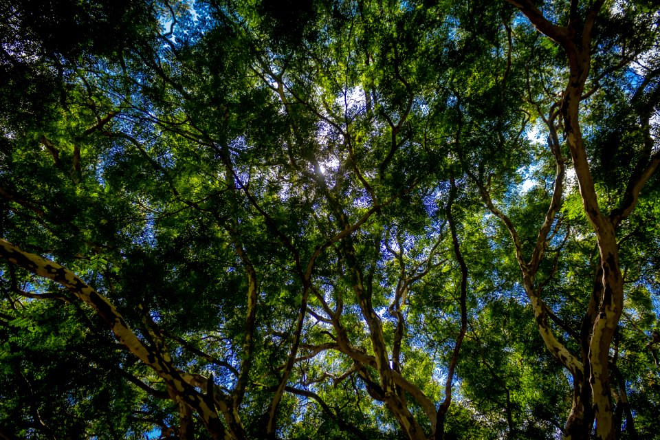 Blue, Forest, Seaoftrees