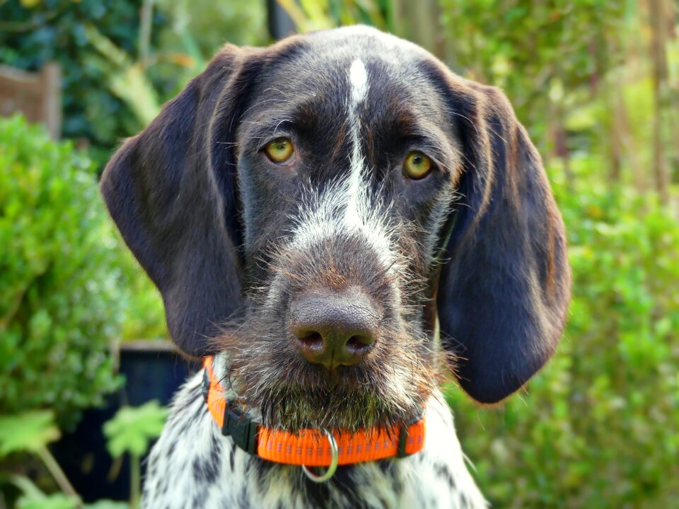 Puppy german wirehaired cute