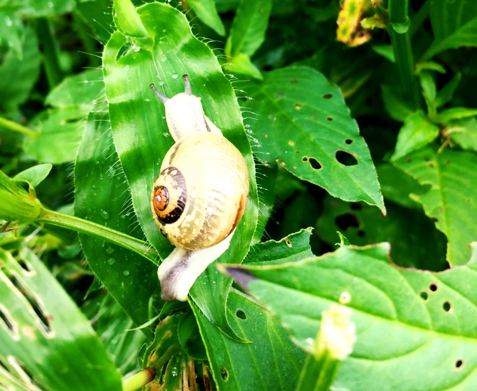 India, Sinhagad fort, Pune