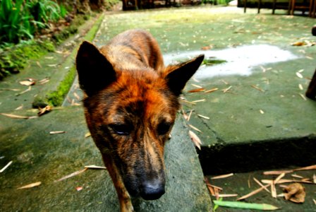 Philippines, Iring, Iro