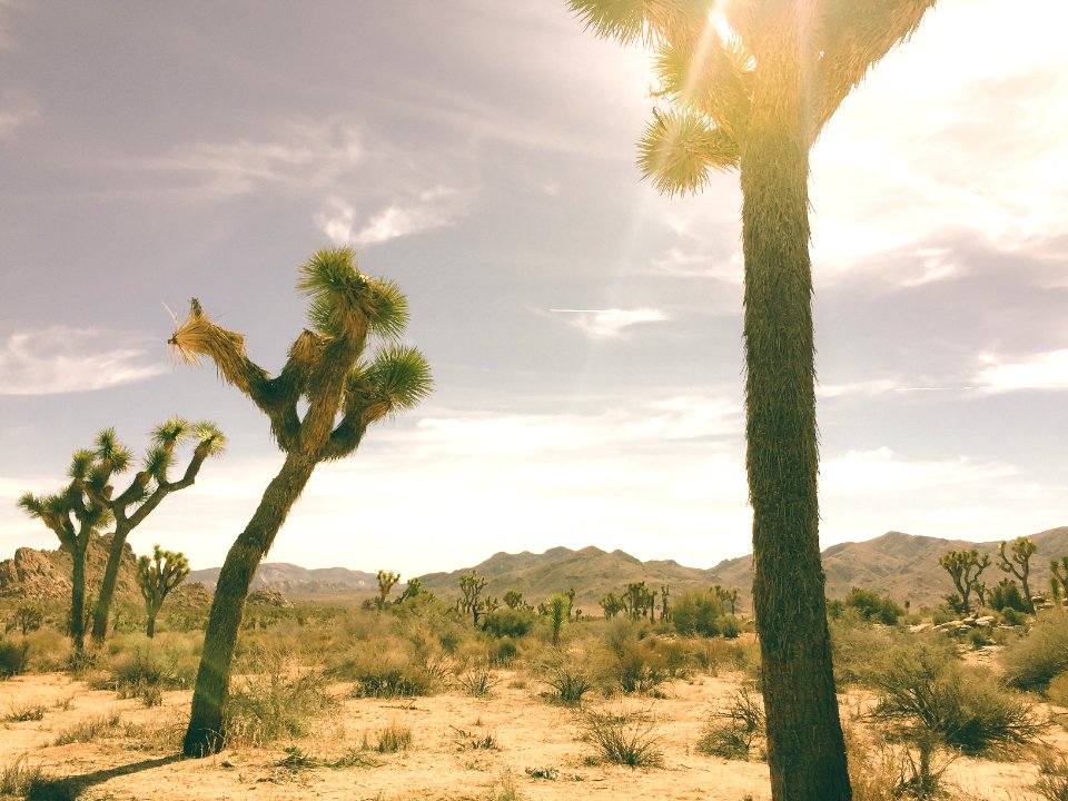 Joshua tree, United states, Summer