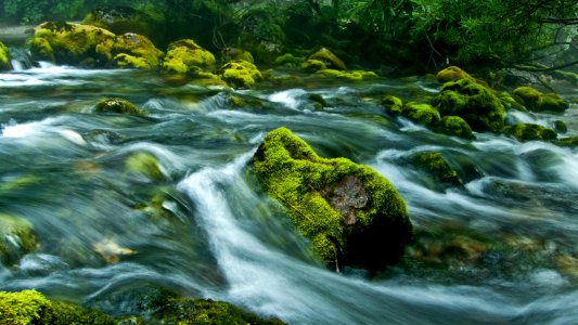 Montenegro, Water, Moss photo