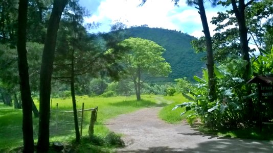 Guatemala, Tree photo