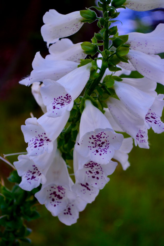 Foxglove, Digitalis, Purple