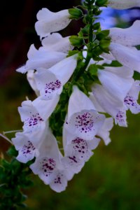 Foxglove, Digitalis, Purple