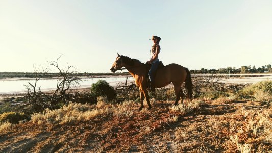 Horses, Lake, Saltlake