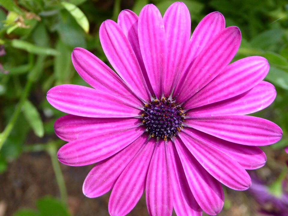 Purple cut flower blossom