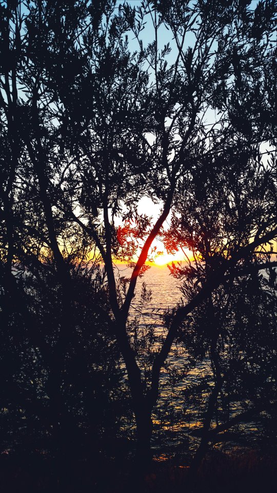 Sea, Sun, Tree