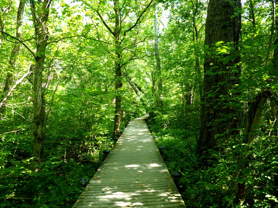 Theodore roosevelt Island, Washington, United states