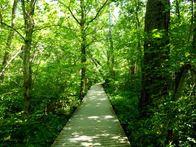 Theodore roosevelt Island, Washington, United states photo