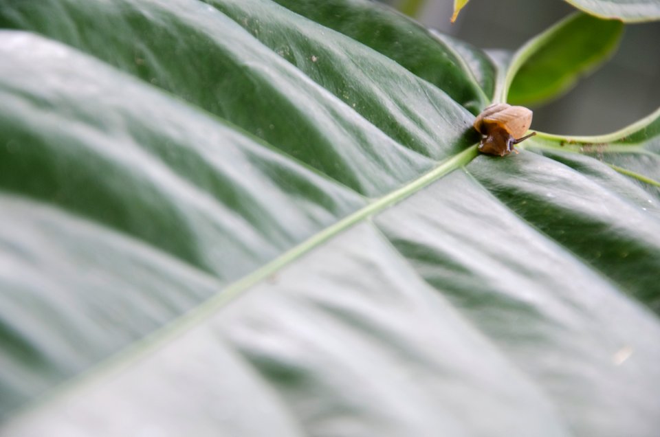 Aibonito, Puerto rico, Garden