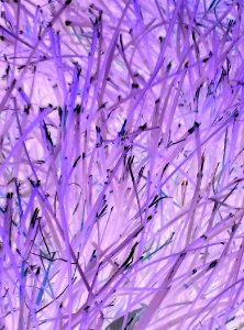 Longmont, United states, Grass