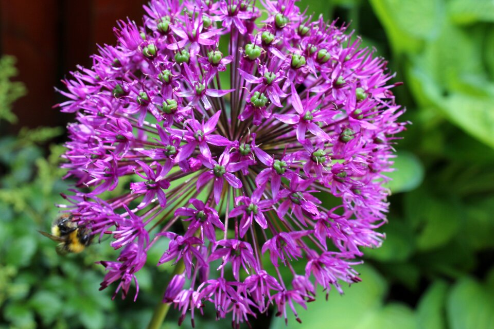 Plant garden floral