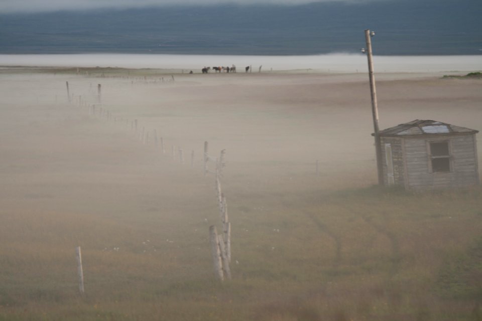 Fog, Horses