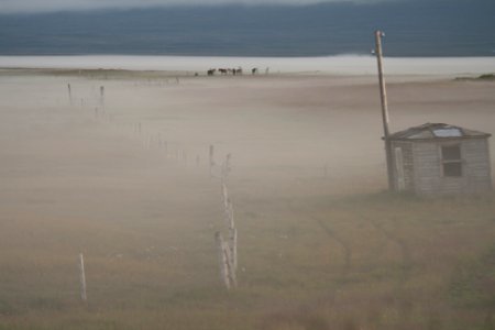 Fog, Horses