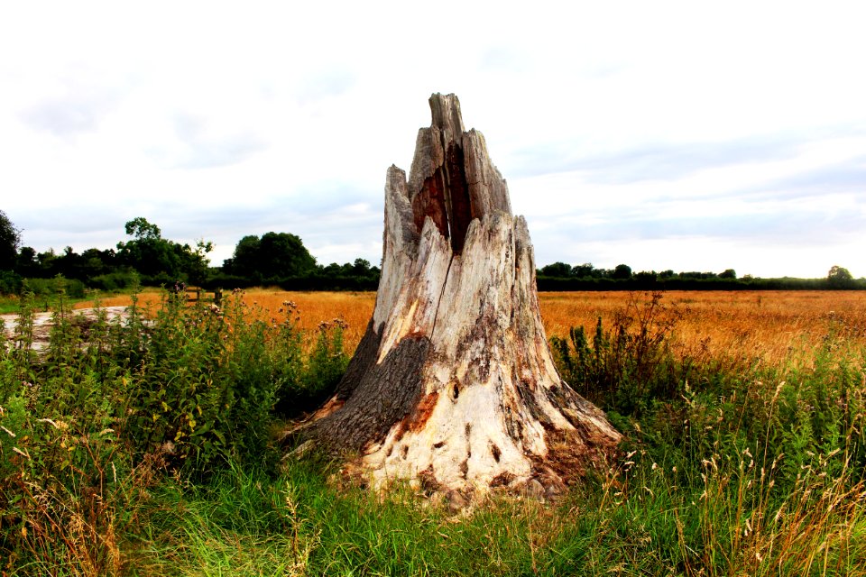Tree trunk