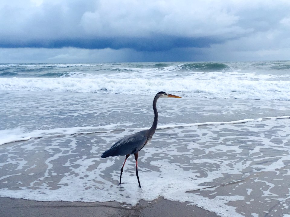 Paradise beach  park, Melbourne, United states