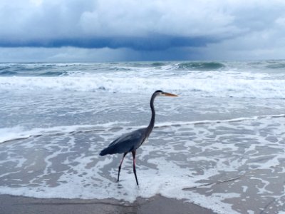 Paradise beach park, Melbourne, United states photo