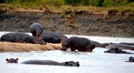 Safari, Tanzania, River
