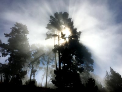 Piedmont pines, Oakland, California