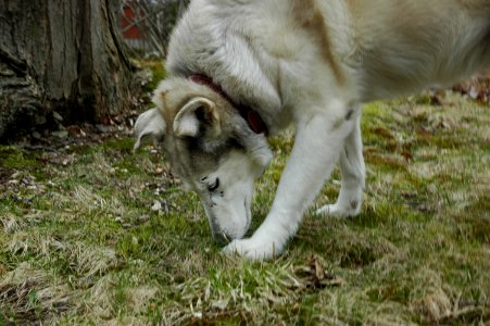Otterburn park, Canada, Wolf