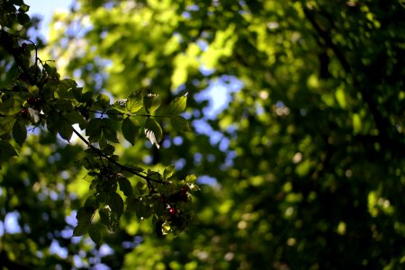Sky, Fruit, Red