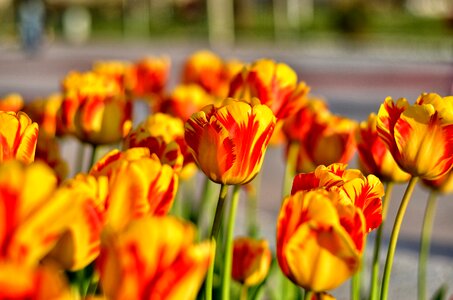 Vivid color nature close-up