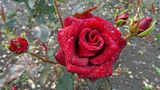 Tender rose flowers red