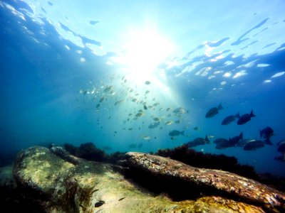 Rays, Sun light, Marine life photo