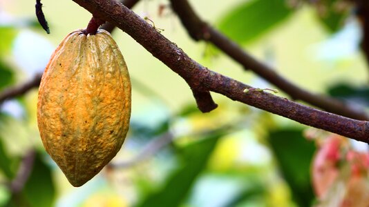 Harvest colombia fruits and vegetables