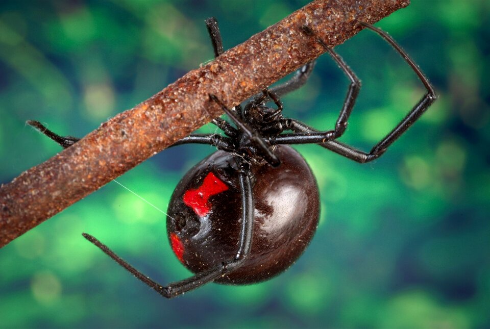 Poisonous scary nature
