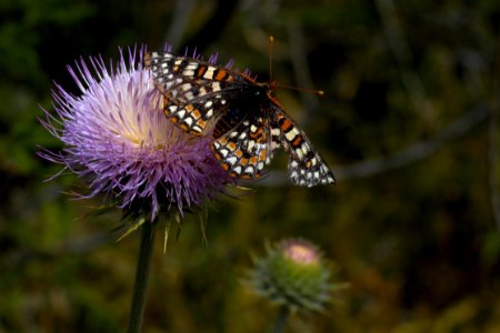 Animal, Nature, Thistle