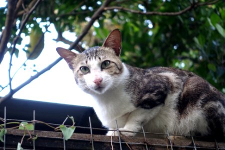 Peaceful, Sit, Watch photo