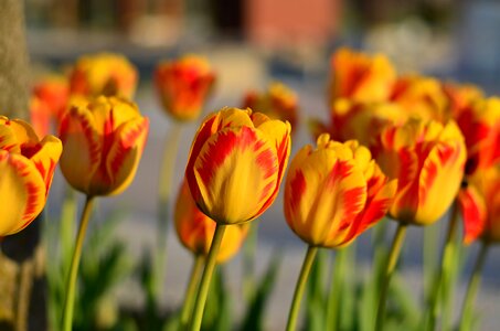 Vivid color nature close-up