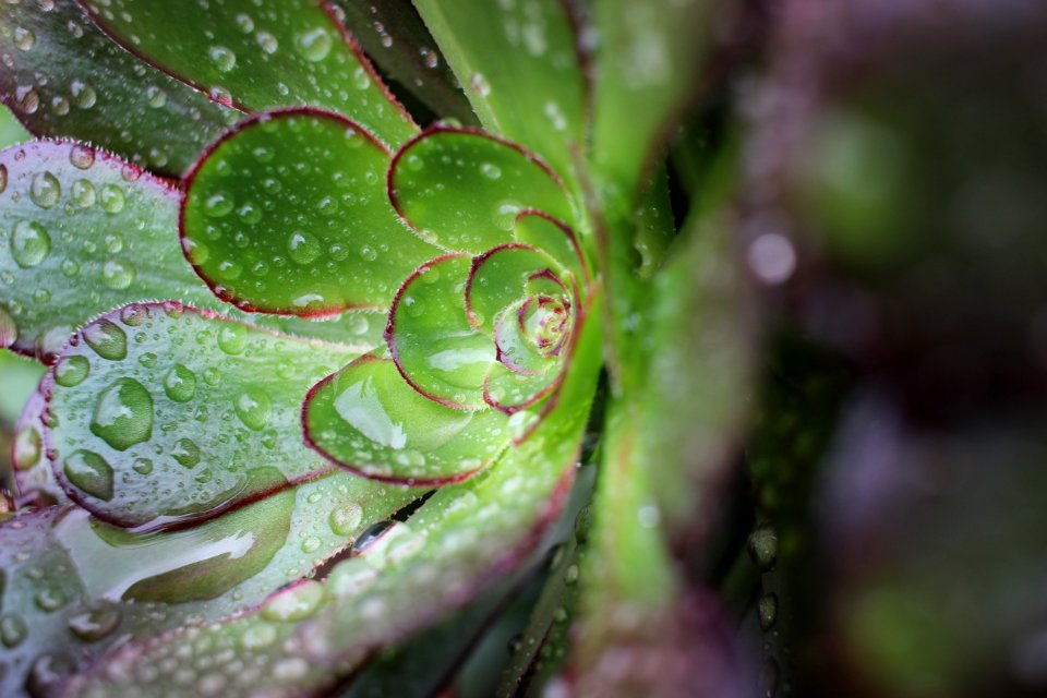 Plant, Green, Rain drops