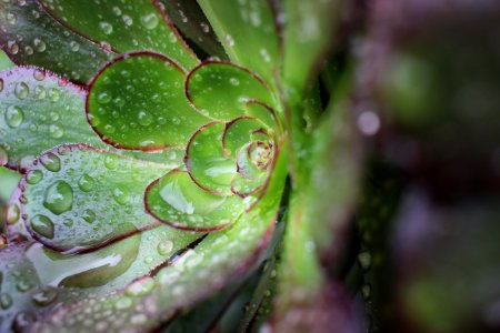 Plant, Green, Rain drops