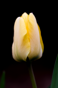 Yellow, Blossom, Bloom photo