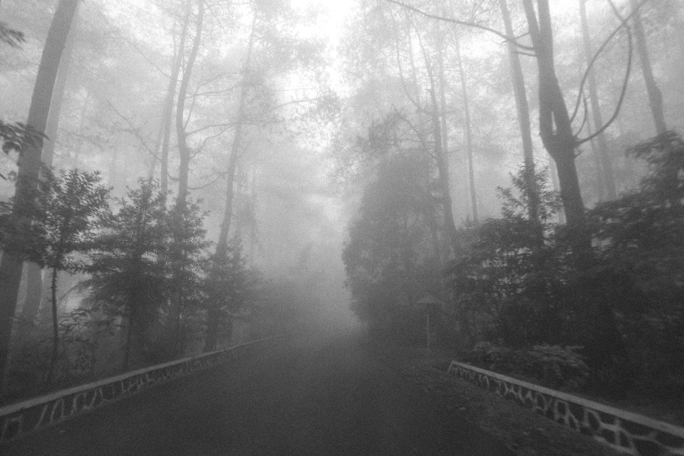 Indonesia, Forest, Trees
