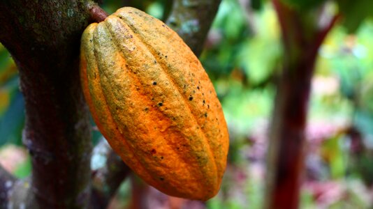 Harvest colombia fruits and vegetables
