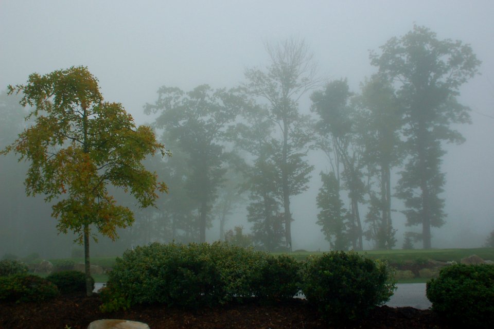 Cashiers, United states, Forest