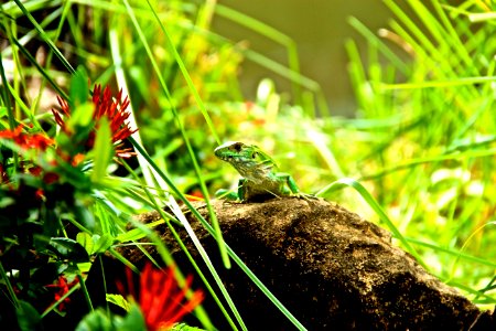 Costa rica, Love, Green photo