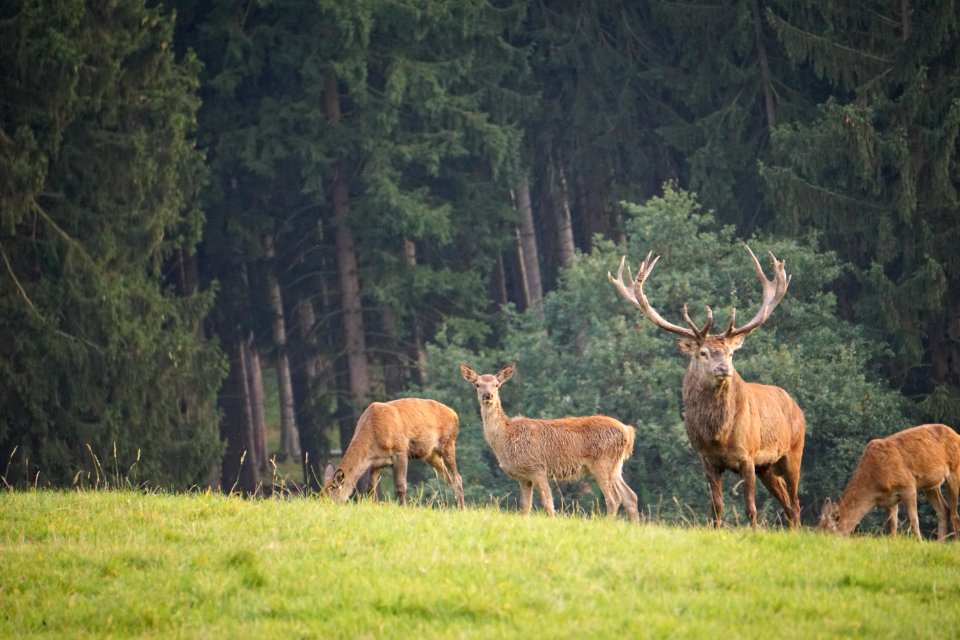 Schorborn, Deensen, Germany
