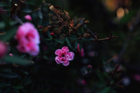 Shanghai, China, Garden