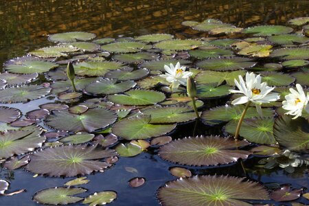 Water lily lilies pond photo