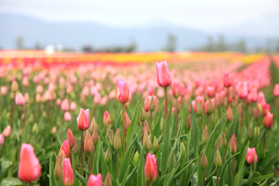 Vancouver, Canada, Petals