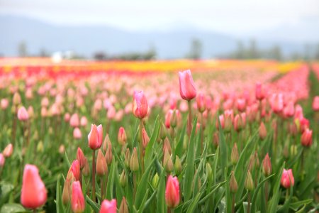 Vancouver, Canada, Petals